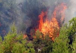 Antalya da ki Orman Yangn Ardnda Gzya Brakt 